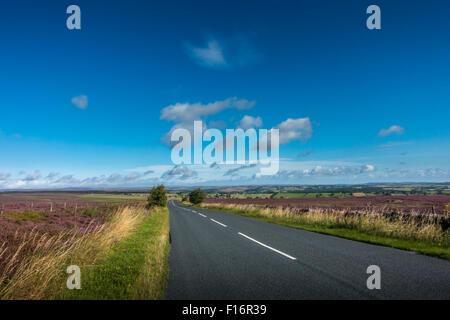 Heather in voller Blüte auf der Askwith-Moor-Straße, in der Nähe der A59 auf dem Weg zum Blubberhouses und Nidderdale Stockfoto