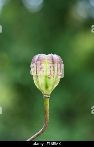 Lilium Martagon. Samenkapsel Türken Kappe Lilie Stockfoto