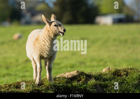 Lamm stehend auf grasbewachsenen Bank in der Sonne auf Bauernhof in Wicklow, Irland Stockfoto