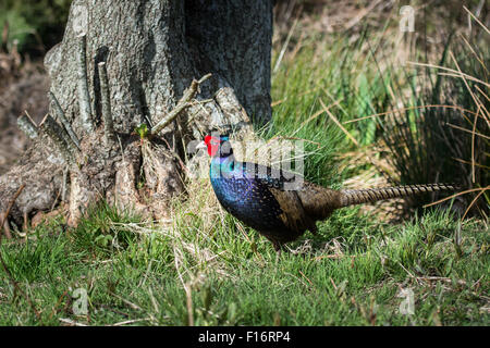 Melanistische Mutant Fasan (Phasianus Colchicus Tenebrosus) Stockfoto