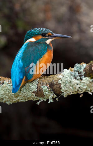 Eisvogel (Alcedo Atthis) weibliche thront auf Zweig über Fluss Stockfoto