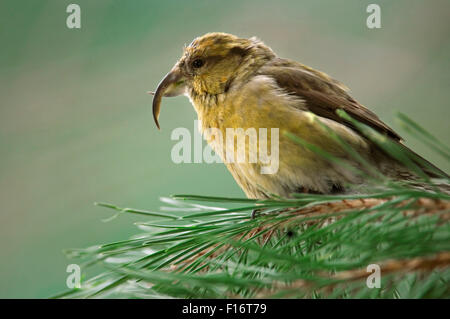 Gemeinsamen Kreuzschnabel / rote Fichtenkreuzschnabel (Loxia Curvirostra) weibliche thront in Pinie Stockfoto