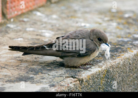 Eurasische Felsenschwalbe (Ptyonoprogne Rupestris / Hirundo Rupestris) mit Daunen im Schnabel zum Nestbau Stockfoto