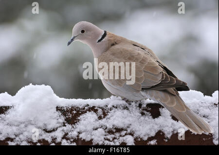 Eurasian collared Dove (Streptopelia Decaocto) thront auf Zaun im Schnee im winter Stockfoto