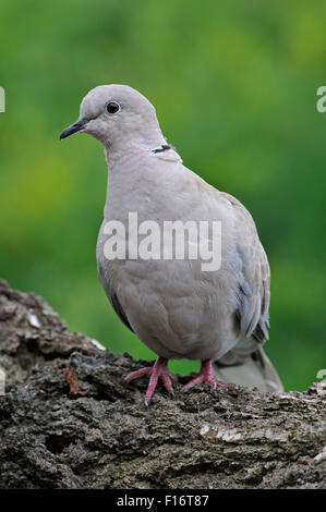 Eurasian collared Dove (Streptopelia Decaocto) thront in Baum Stockfoto