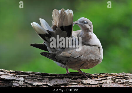 Eurasian collared Dove (Streptopelia Decaocto) putzen die Schwanzfedern Stockfoto