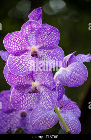 blaue Vanda Orchidee Blume Stockfoto