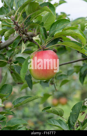 Malus Domestica. Äpfel "Nuvar Rot Glanz" auf einem Baum Stockfoto