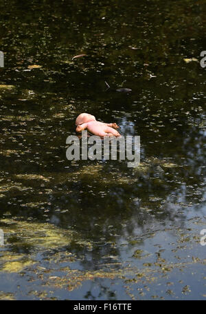 Unheimlich aussehende Baby Puppe Spielzeug schwebend in Teich voller Algen Stockfoto