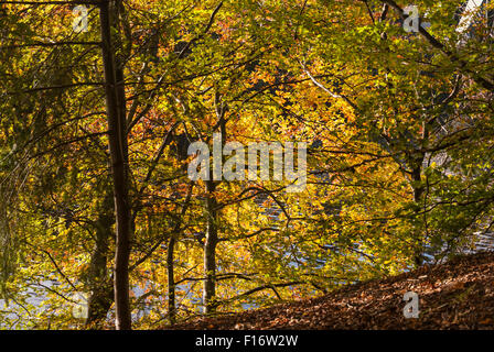 Herbstliche Sonnenlicht durch das bunte Laub in Faskally Wood, Pitlochry, Schottland Stockfoto