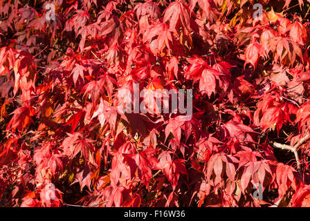 Acers im Herbst, Cluny Gardens, Perthshire, Schottland Stockfoto