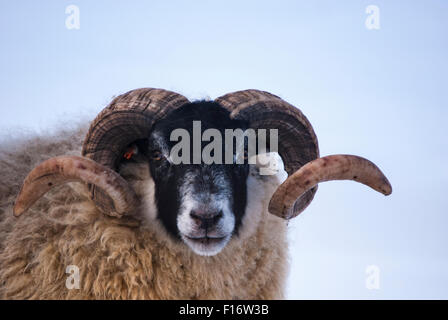 Der Kopf einer schottischen Blackface EWE im Schnee mit langen Hörnern. Stockfoto