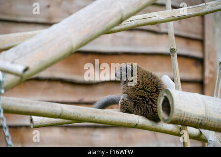 Eine Lac Alaotra Bamboo Lemur Birmingham Wildlife Conservation Park Birmingham UK Stockfoto