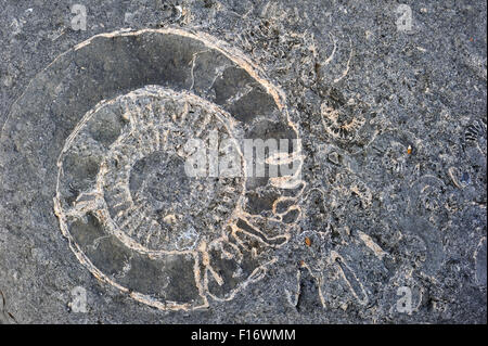 Ammonite Fossilien eingebettet in Felsen am Strand von Pinhay Bay in der Nähe von Lyme Regis entlang der Jurassic Coast, Dorset, Südengland, Großbritannien Stockfoto