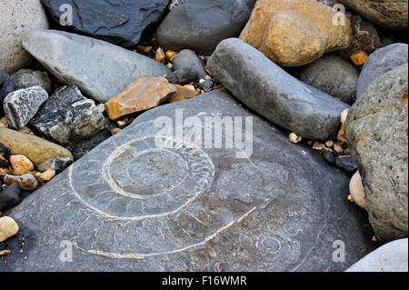 Großer Ammonit Fossil eingebettet in Felsen am Strand von Pinhay Bay in der Nähe von Lyme Regis entlang der Jurassic Coast, Dorset, Südengland Stockfoto