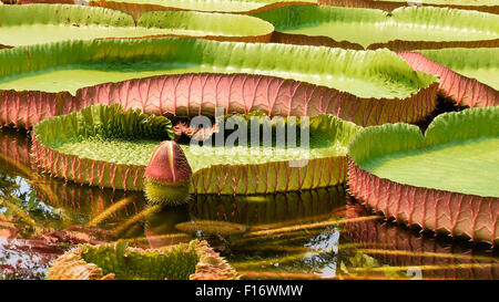 Prächtige Riesen Seerose Victoria Amazonica. Schwimmende Blätter und geschlossen Knospe in einem botanischen Garten-Teich. Stockfoto