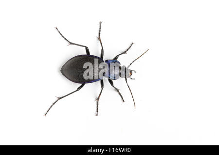 Violette Boden Käfer, Carabus Problematicus, Derbyshire Stockfoto