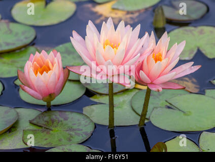 Drei Lilien rosa Seerose hautnah Nymphea Stockfoto