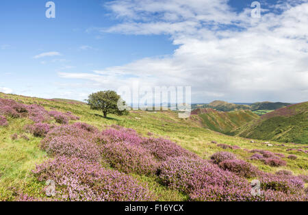 Shropshire, England, Vereinigtes Königreich. 27. August 2015. Panorama von Heidekraut bekleideten Long Mynd, Shropshire Hügel Area of Outstanding Natural Beauty, Shropshire, England, UK Credit: Paul Weston/Alamy Live News Stockfoto