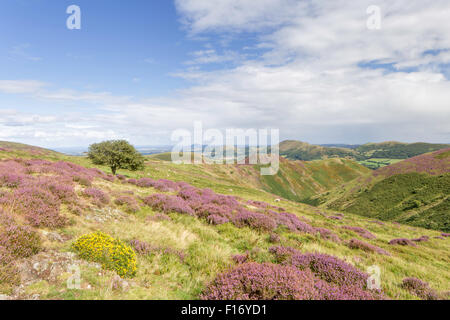 27. August 2015. Das Heidekraut bekleideten Long Mynd, Shropshire Hügel Area of Outstanding Natural Beauty, Shropshire, England, UK Credit: Paul Weston/Alamy Live News Stockfoto