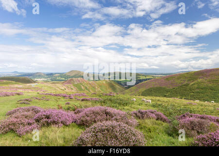 27. August 2015. Das Heidekraut bekleideten Long Mynd, Shropshire Hügel Area of Outstanding Natural Beauty, Shropshire, England, UK Credit: Paul Weston/Alamy Live News Stockfoto