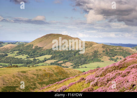 27. August 2015. Das Heidekraut bekleideten Long Mynd, Shropshire Hügel Area of Outstanding Natural Beauty, Shropshire, England, UK Credit: Paul Weston/Alamy Live News Stockfoto