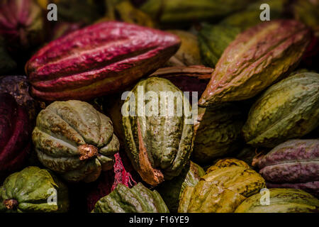 Kakaofrüchte von Ambanja, Madagaskar Stockfoto