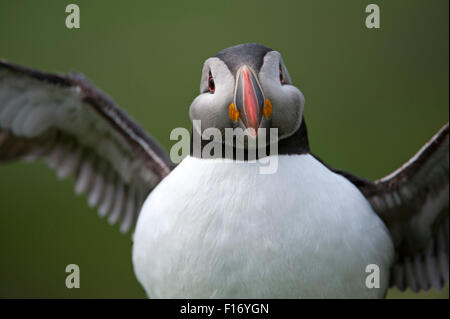 Papageitaucher (Fratercula Arctica), uk Stockfoto