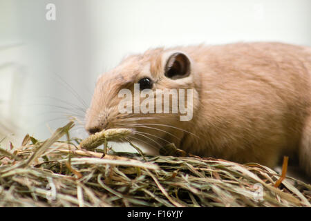 Gemeinsamen Gundi (Ctenodactylus Gundi). Stockfoto