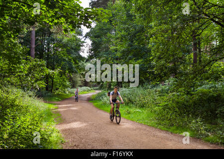 Radfahrer auf einem Pfad durch Thetford Forest, Norfolk, England, UK Stockfoto