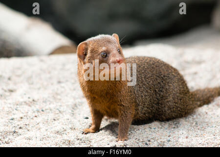 Gemeinsamen Dwarf Mongoose (Helogale Parvula), einem kleinen afrikanischen Fleischfresser. Close-up. Stockfoto