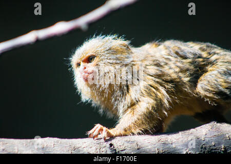 Young Golden Lion Tamarin (Leontopithecus Rosalia), auf einem Ast. Stockfoto