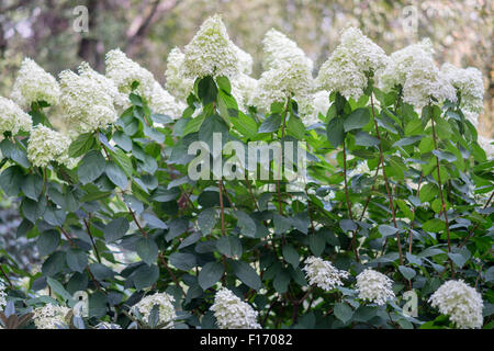 Weiße Hortensie Strauch in voller Blüte Stockfoto