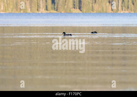 Enten füttern auf Millionen von Mücken auf der Oberfläche des Diamond Lake in Oregon Stockfoto