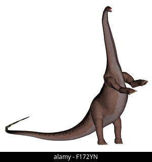 Apatosaurus Dinosaurier stehen isoliert in weißem Hintergrund - 3D render Stockfoto