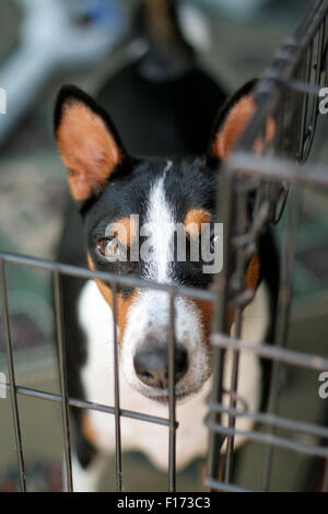 Hund im Käfig, die Kameraansicht von oben betrachten Stockfoto