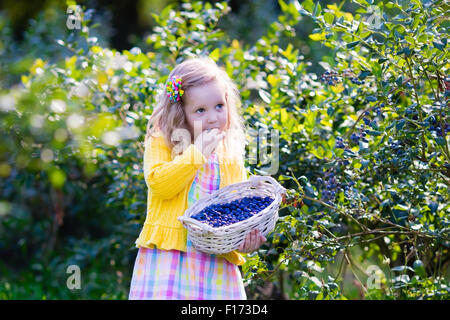 Kinder auf Heidelbeere Feld frische Beeren pflücken. Kinder wählen Sie blaue Beeren auf Bio-Bauernhof. Kleines Mädchen im Obstgarten. Stockfoto