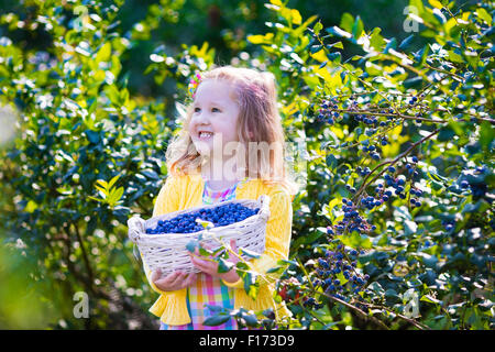 Kinder auf Heidelbeere Feld frische Beeren pflücken. Kinder wählen Sie blaue Beeren auf Bio-Bauernhof. Kleines Mädchen im Obstgarten. Stockfoto