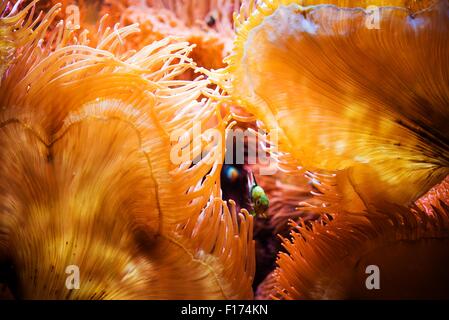 Fisch und das Korallenriff Closeup Unterwasser Foto. Stockfoto