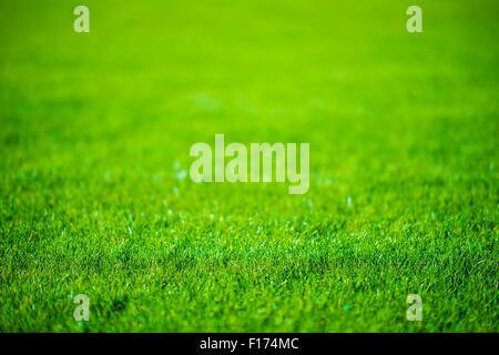 Wiese unscharf Hintergrundfoto gestellt. Stockfoto