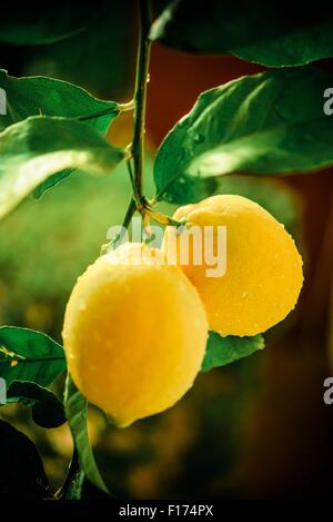 Lemon Tree Branch vertikale Fotografie. Zitrone-Zweig nach dem Regen. Stockfoto