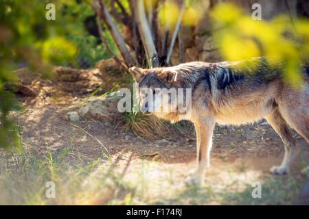 Mexikanischer Wolf Alias Lobo. Heimisch in Sierra Madre (Canis Lupus Baileyi). Stockfoto