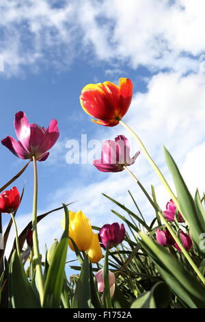 Bunte Tulpen gegen blauen Himmel mit Wolken Stockfoto