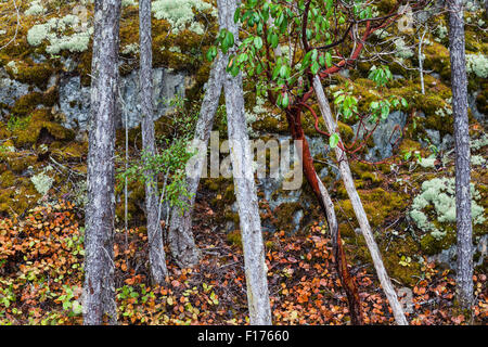 Dünne Baumstämme eines Küstenwald auf felsigem Gelände in Francis Point Provincial Park, Sunshine Coast, British Columbia. Stockfoto