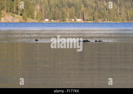 Enten füttern auf Millionen von Mücken auf der Oberfläche des Diamond Lake in Oregon Stockfoto