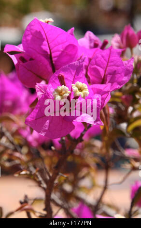 Violett Gougainvillea Stockfoto