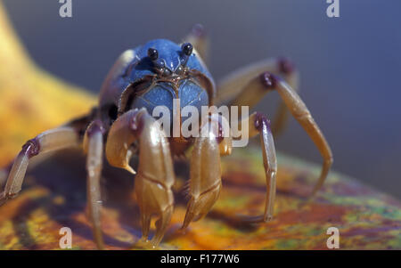 Soldat CRAB (MICTYRIS SP.) bei Ebbe, Queensland, Australien Stockfoto