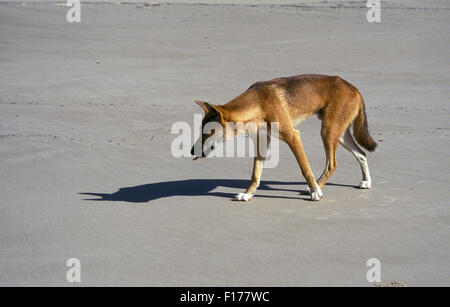 DINGO AM STRAND, Fraser Island in Queensland, Australien. Stockfoto