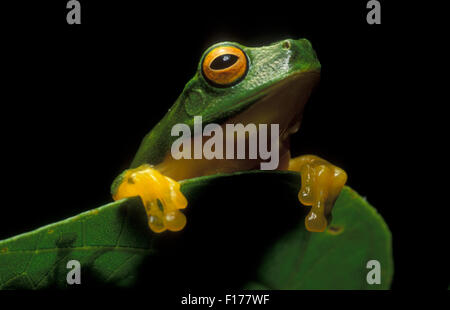 Australischen grünen Laubfrosch (Litoria Caerulea) Stockfoto