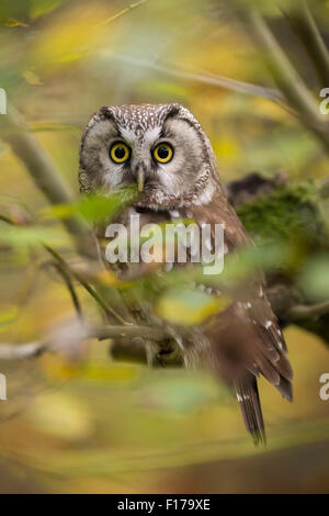 Schöne Boreal Eule / Raufusskauz (Aegolius Funereus) sitzt in einem Baum inmitten der herbstlich gefärbten gelbe Blätter. Stockfoto